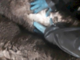 Merino Rams Firgrove