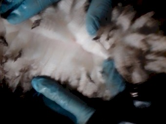 Merino Rams Firgrove