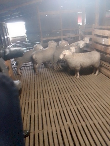 Composite Rams Rising 2 Year Old