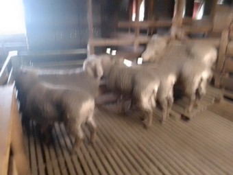 Composite Rams Rising 2 Year Old