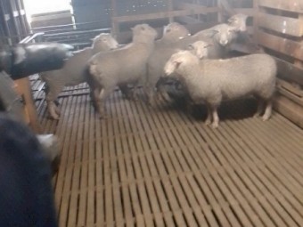 Composite Rams Rising 2 Year Old