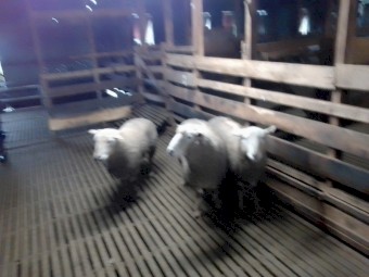 Composite Rams Rising 2 Year Old