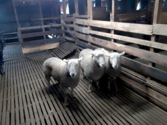 Composite Rams Rising 2 Year Old