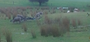 Composite Nudie Maiden Ewe Lambs