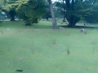 Composite Nudie Maiden Ewe Lambs