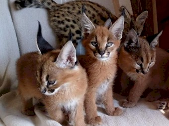 Lovely Caracal Kittens for Sale 