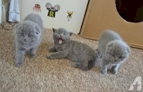 Cute Scottish Fold Kittens sale