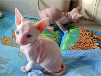 Lovely Sphynx Kittens available  for sale 
