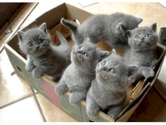 Cute British shorthair kittens for sale 