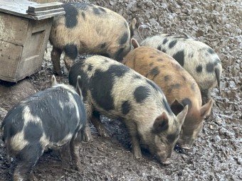 Pigs for Sale in VIC, Livestock