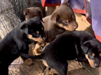Kelpie Pups