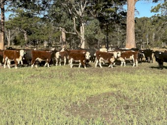 43 Quality Hereford Weaned Steers
