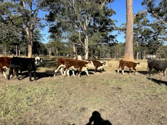43 Quality Hereford Weaned Steers