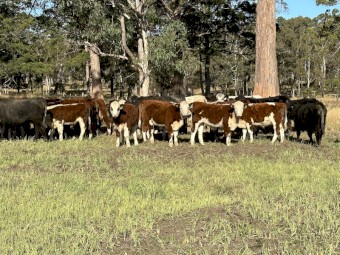 43 Quality Hereford Weaned Steers