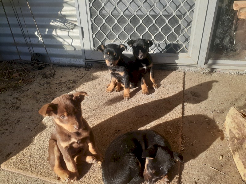 Kelpie Pups