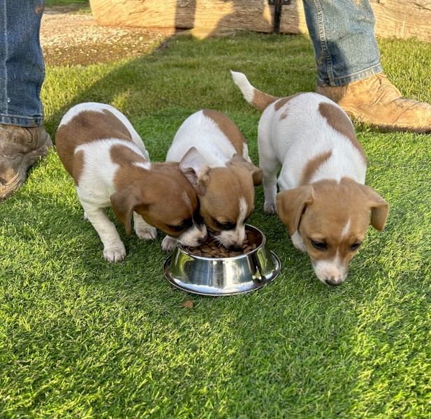 3 x (F) Gorgeous Pure Bred Jack Russell Pups looking for their forever homes.