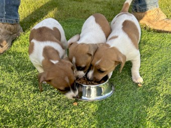3 x (F) Gorgeous Pure Bred Jack Russell Pups looking for their forever homes.