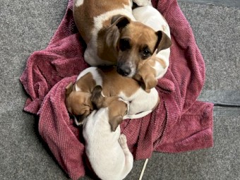 3 x (F) Gorgeous Pure Bred Jack Russell Pups looking for their forever homes.