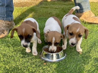 3 x (F) Gorgeous Pure Bred Jack Russell Pups looking for their forever homes.
