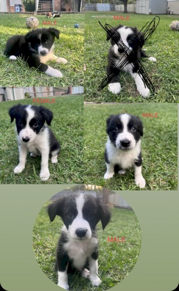 Pure Bred Border Collies 