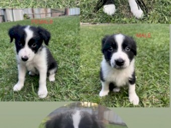 Pure Bred Border Collies 