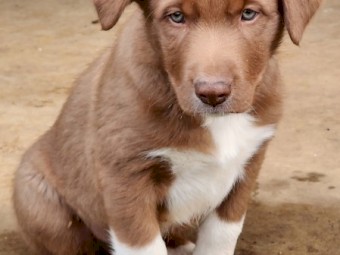 Border Collie pups - good working lines. 