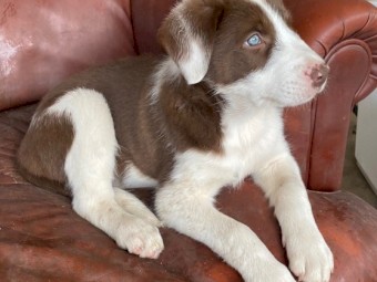 Border Collie pups - good working lines. 