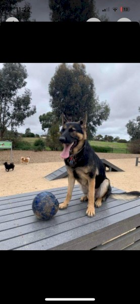 German shepherd pure breed 