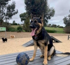 German shepherd pure breed 