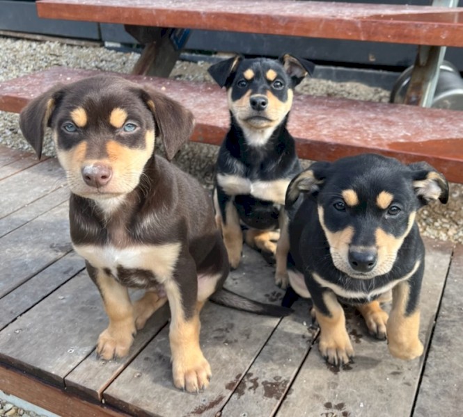 Well bread Kelpie pups with Beautiful Nature 