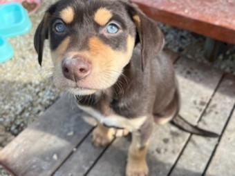 Well bread Kelpie pups with Beautiful Nature 
