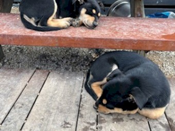 Well bread Kelpie pups with Beautiful Nature 