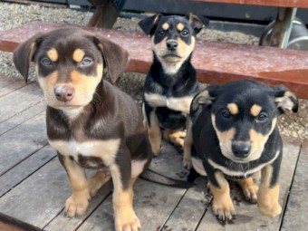 Well bread Kelpie pups with Beautiful Nature 