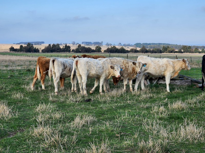 WANTED Cattle Agistment.