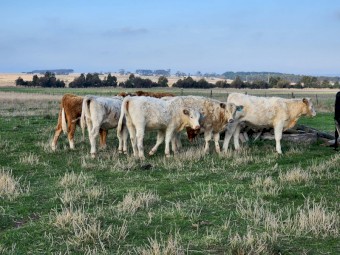 WANTED Cattle Agistment.