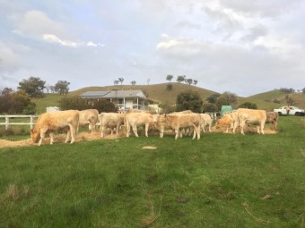 Charolais-Angus 14+mth old heifers