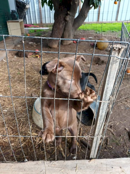 Excellent working dog bloodlines 