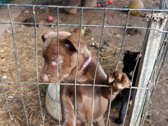 Excellent working dog bloodlines 