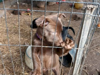 Excellent working dog bloodlines 