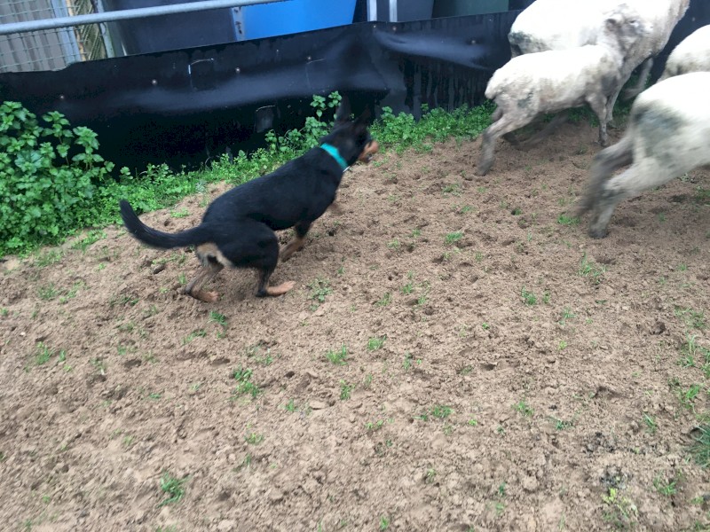 Working Kelpie female