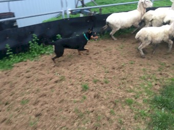 Working Kelpie female