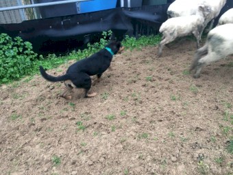 Working Kelpie female