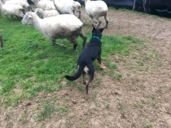 Working Kelpie female