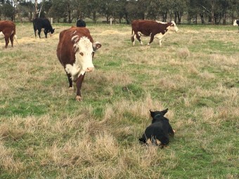 Working Kelpie female