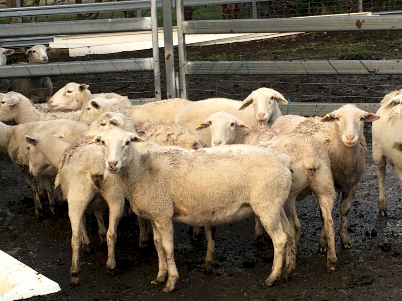 Dorper Ewes in lamb, 