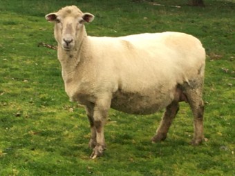Dorper Ewes in lamb, 