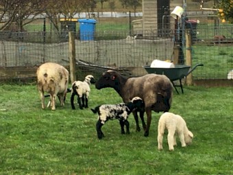 Dorper Ewes in lamb, 