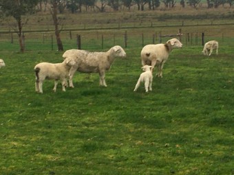 Dorper Ewes in lamb, 