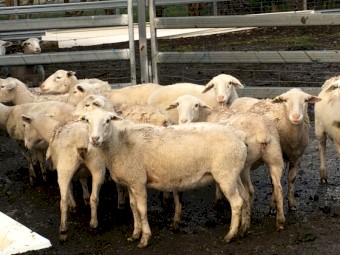 Dorper Ewes in lamb, 