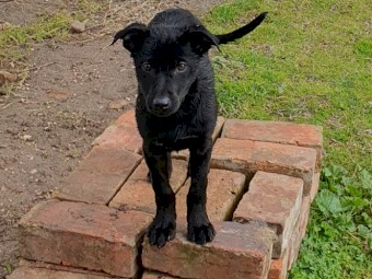 Koolie x kelpie Girls